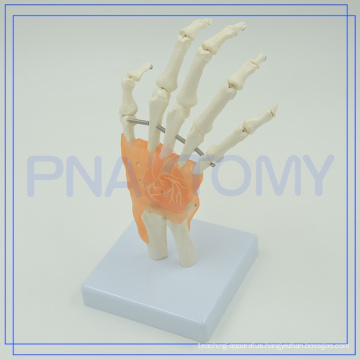 PNT-0209 human hand bone joint model